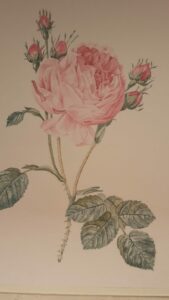 rose