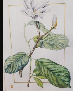 magnolia